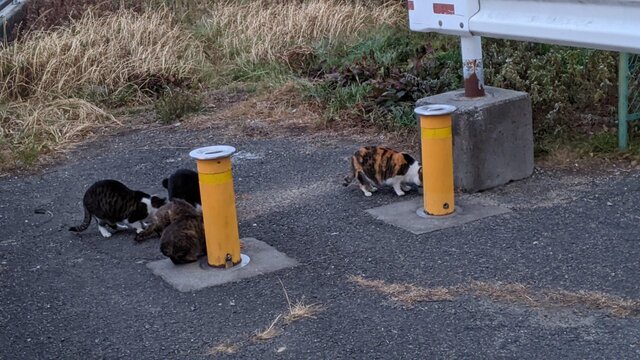 2021年正月ソロ・デイキャン＠深北緑地・第１BBQ広場／猫