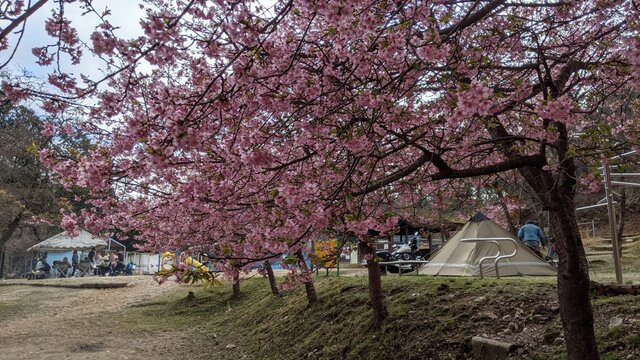 2022年花見お泊まりソロ徒歩キャン＠末山・くつわ池自然公園キャンプ場・桜