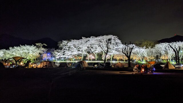 2022年花見2泊3日ソロ徒歩キャン@笠置キャンプ場〜後編〜夜桜