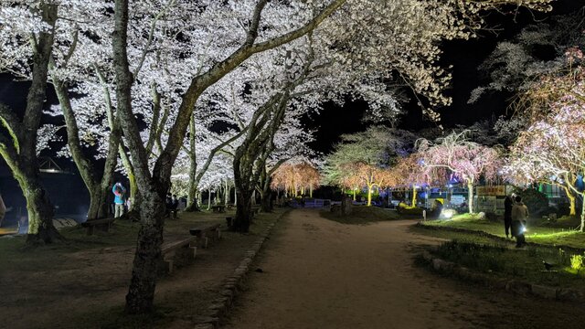 2022年花見2泊3日ソロ徒歩キャン@笠置キャンプ場〜後編〜夜桜