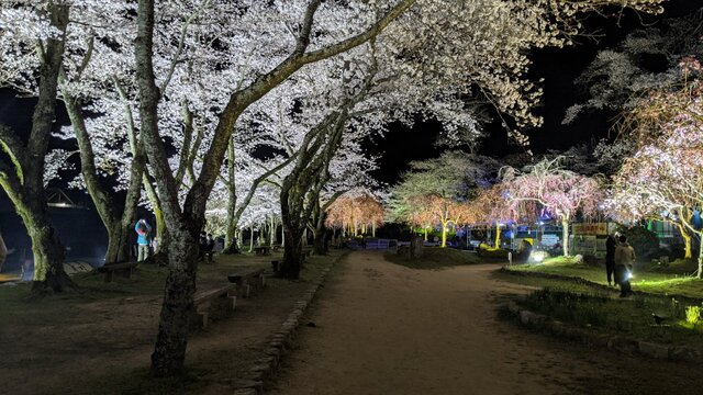 2022年花見2泊3日ソロ徒歩キャン＠笠置キャンプ場〜後編〜夜桜