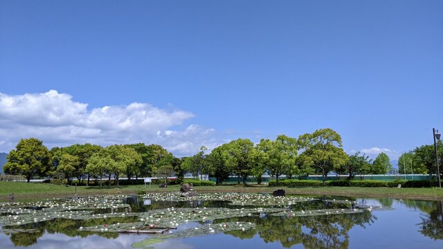 2022年初夏ソロ徒歩キャン@湖岸緑地・志那1千蓮美那(せんれんびな)の池
