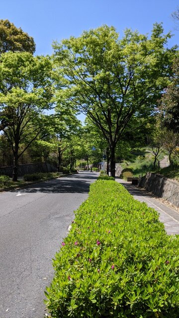 2021年春～あなたはこの坂に耐えられるか～ソロ自転車デイキャンプ＠【大阪府】寝屋川公園・芝生広場／公園内の急坂