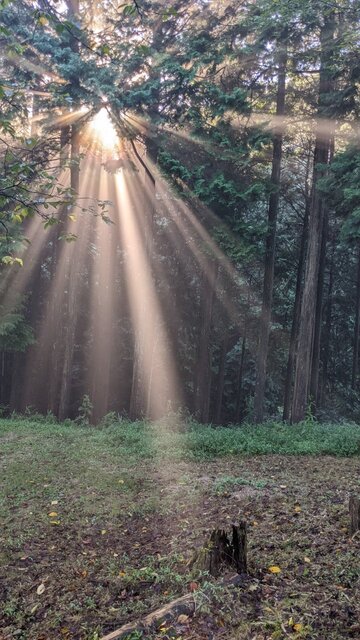 【京都府】末山・くつわ池自然公園キャンプ場／2022年夏と秋の狭間で雷雨＆霧の林間ソロ徒歩キャンプ／夜明けの霧