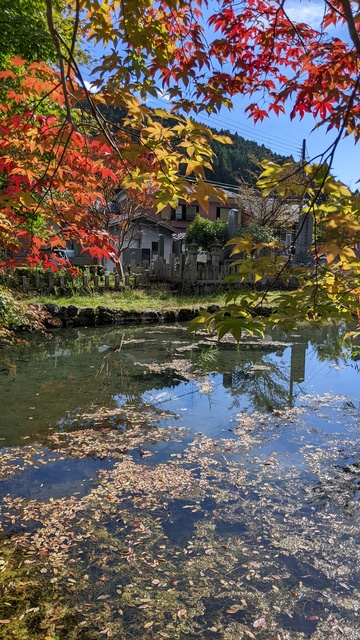 【奈良県】泉の森オートキャンプ場小広荘（天川村）／2022年初秋の林間ソロ徒歩キャンプ／紅葉＠龍泉寺