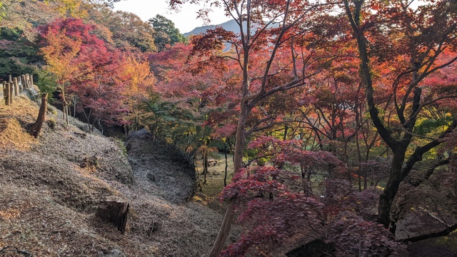 【京都府】笠置キャンプ場／2022年秋のソロ徒歩キャンプと紅葉@笠置山自然公園／もみじ公園