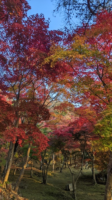 【京都府】笠置キャンプ場／2022年秋のソロ徒歩キャンプと紅葉@笠置山自然公園／もみじ公園