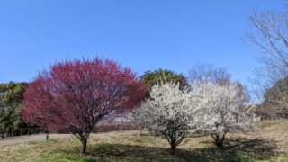 【大阪府】深北緑地／2023年梅見ソロ自転車デイキャンプ