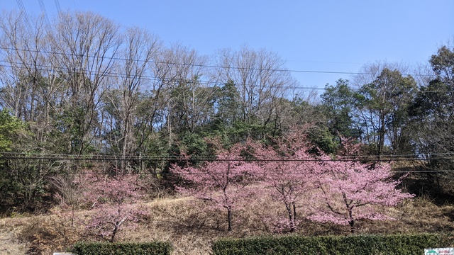 【京都府】末山・くつわ池自然公園キャンプ場／2023年早春の河津桜バックパックキャンプ