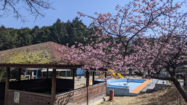 【京都府】末山・くつわ池自然公園キャンプ場／2023年早春の河津桜バックパックキャンプ