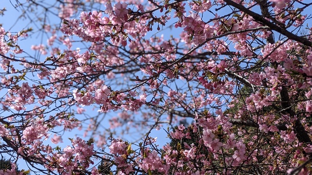 【京都府】末山・くつわ池自然公園キャンプ場／2023年早春の河津桜バックパックキャンプ