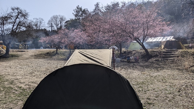 【京都府】末山・くつわ池自然公園キャンプ場／2023年早春の河津桜バックパックキャンプ