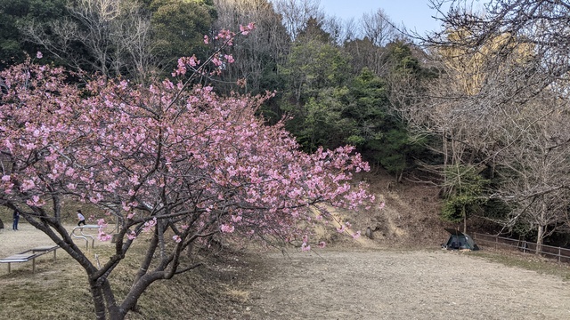 【京都府】末山・くつわ池自然公園キャンプ場／2023年早春の河津桜バックパックキャンプ