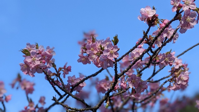 【京都府】末山・くつわ池自然公園キャンプ場／2023年早春の河津桜バックパックキャンプ