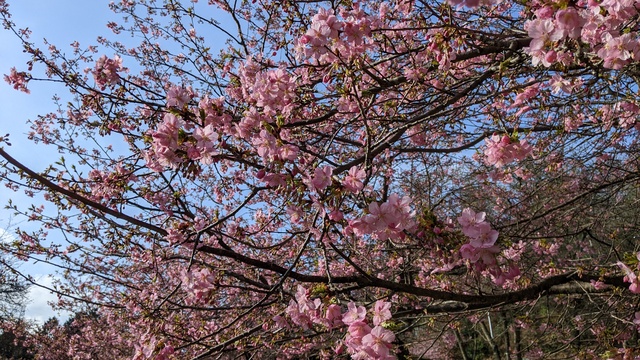 【京都府】末山・くつわ池自然公園キャンプ場／2023年早春の河津桜バックパックキャンプ