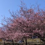 【京都府】末山・くつわ池自然公園キャンプ場／2023年早春の河津桜バックパックキャンプ