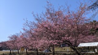 【京都府】末山・くつわ池自然公園キャンプ場／2023年早春の河津桜バックパックキャンプ