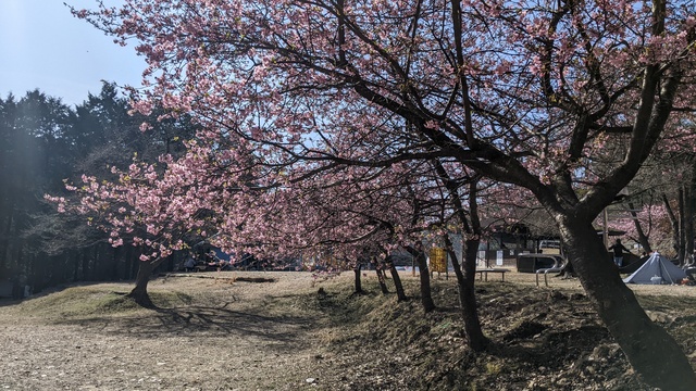 【京都府】末山・くつわ池自然公園キャンプ場／2023年早春の河津桜バックパックキャンプ