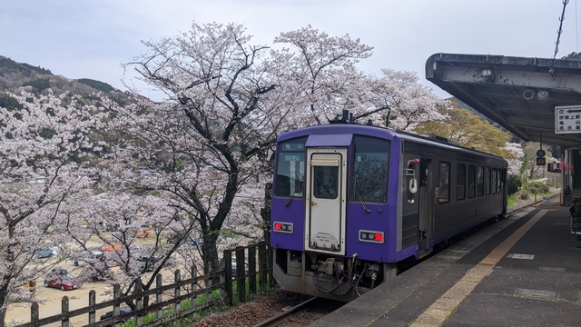 【京都府】笠置キャンプ場/2023年お花見バックパックキャンプ