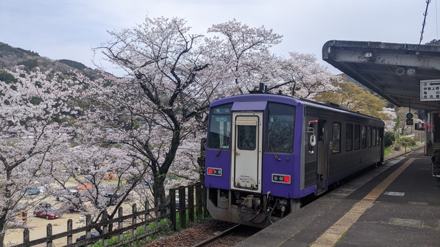 【京都府】笠置キャンプ場／2023年お花見バックパックキャンプ