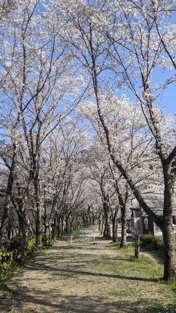【京都府】笠置キャンプ場/2023年お花見バックパックキャンプ