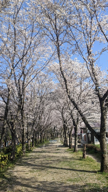 【京都府】笠置キャンプ場／2023年お花見バックパックキャンプ