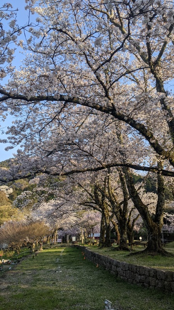 【京都府】笠置キャンプ場／2023年お花見バックパックキャンプ