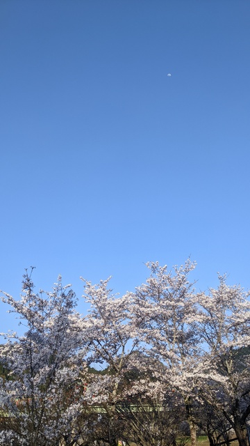 【京都府】笠置キャンプ場/2023年お花見バックパックキャンプ