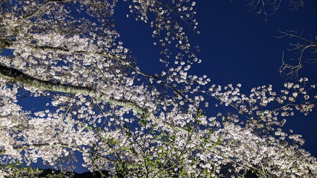 【京都府】笠置キャンプ場/2023年お花見バックパックキャンプ