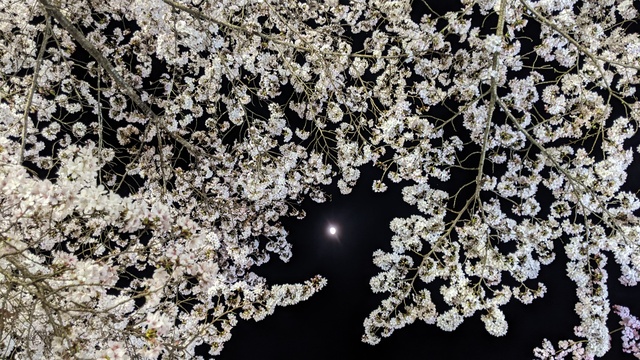 【京都府】笠置キャンプ場/2023年お花見バックパックキャンプ