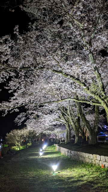 【京都府】笠置キャンプ場／2023年お花見バックパックキャンプ