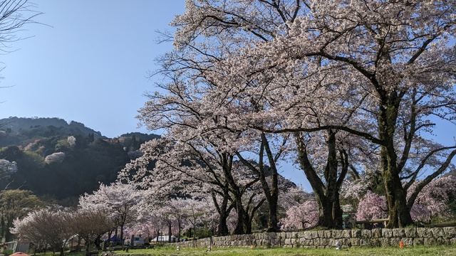 【京都府】笠置キャンプ場/2023年お花見バックパックキャンプ