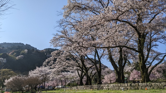 【京都府】笠置キャンプ場／2023年お花見バックパックキャンプ