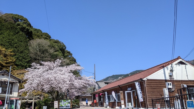 【京都府】笠置キャンプ場／2023年お花見バックパックキャンプ