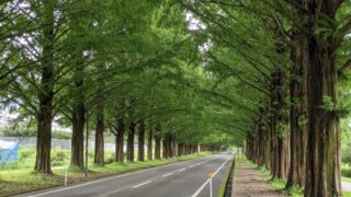 【滋賀県】マキノ高原キャンプ場(奥琵琶湖)/2023年梅雨終盤の林間バックパック徒歩キャンプとメタセコイア並木