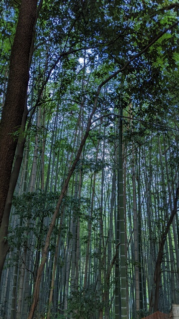 【京都府】友愛の丘／2023年初秋の里山・食べ過ぎバックパック徒歩キャンプ