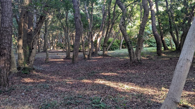 【和歌山】煙樹海岸キャンプ場／2023年秋・初めての海と和歌山県バックパック徒歩キャンプ