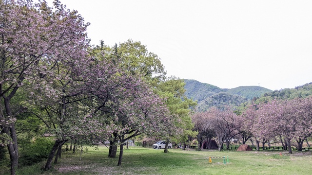 【滋賀県】マキノ高原キャンプ場＠奥琵琶湖／2024年千本桜バックパック徒歩キャンプ