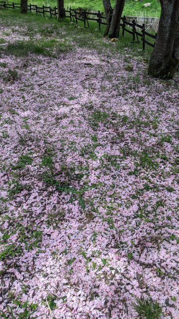 【滋賀県】マキノ高原キャンプ場＠奥琵琶湖／2024年千本桜バックパック徒歩キャンプ