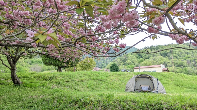 【滋賀県】マキノ高原キャンプ場＠奥琵琶湖／2024年千本桜バックパック徒歩キャンプ