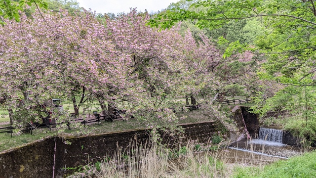 【滋賀県】マキノ高原キャンプ場＠奥琵琶湖／2024年千本桜バックパック徒歩キャンプ