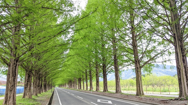 【滋賀県】マキノ高原キャンプ場＠奥琵琶湖／2024年千本桜バックパック徒歩キャンプ