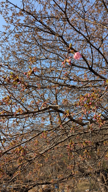 【京都府】くつわ池自然公園&キャンプ場/2025年早すぎた花見バックパック徒歩キャンプ