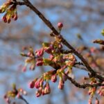 【京都府】くつわ池自然公園＆キャンプ場／2025年早すぎた花見バックパック徒歩キャンプ