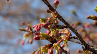 【京都府】くつわ池自然公園＆キャンプ場／2025年早すぎた花見バックパック徒歩キャンプ