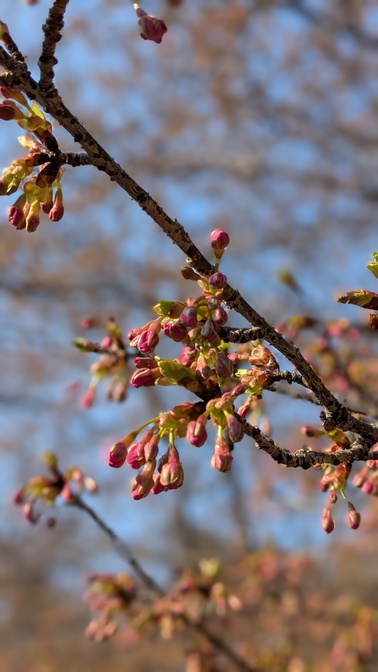 【京都府】くつわ池自然公園&キャンプ場/2025年早すぎた花見バックパック徒歩キャンプ