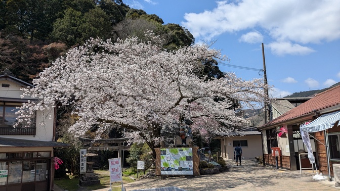 【京都府】笠置キャンプ場/2025年春バックパック桜キャンプ