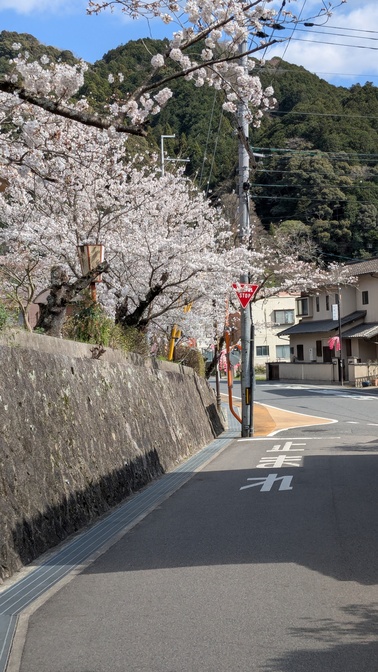 【京都府】笠置キャンプ場/2025年春バックパック桜キャンプ