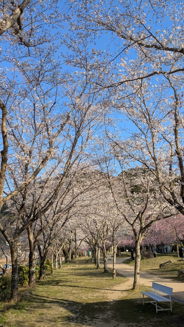 【京都府】笠置キャンプ場/2025年春バックパック桜キャンプ