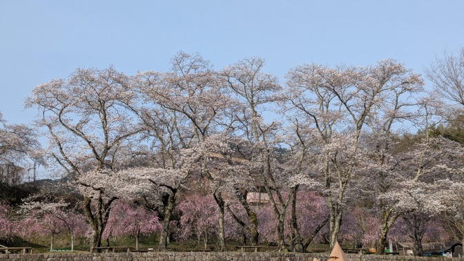 【京都府】笠置キャンプ場/2025年春バックパック桜キャンプ